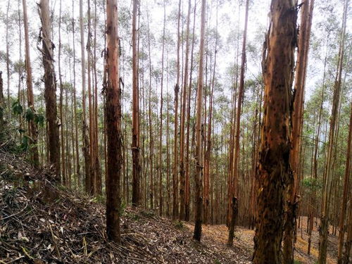 廣西桉樹 生物多樣性保護、生態平衡與木材安全的三維博弈